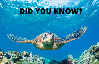 Turtle Network: Did You Know?